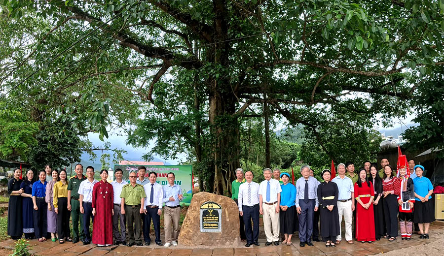 Những[-]c&acirc;y[-]Hồi[-]đầu[-]ti&ecirc;n[-]của[-]nước[-]ta[-]được[-]vinh[-]danh[-]c&acirc;y[-]di[-]sản[-]Việt[-]Nam[-]đ&uacute;ng[-]v&agrave;o[-]ng&agrave;y[-]sinh[-]B&aacute;c[-]Hồ